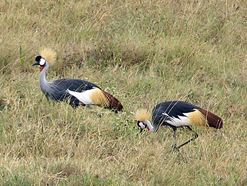 Uganda's national bird... the Crested Crane