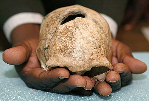 Homo Erectus Skull from Kenyan National Museum... the first chess brain?