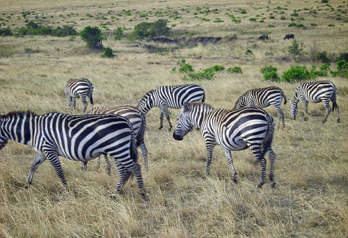 The Zebras, wearing their black and white chessboard costumes, return back home to the Nairobi national park after watching the action.