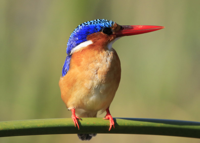 Malachite Kingfisher. Photo by Daaim Shabazz.