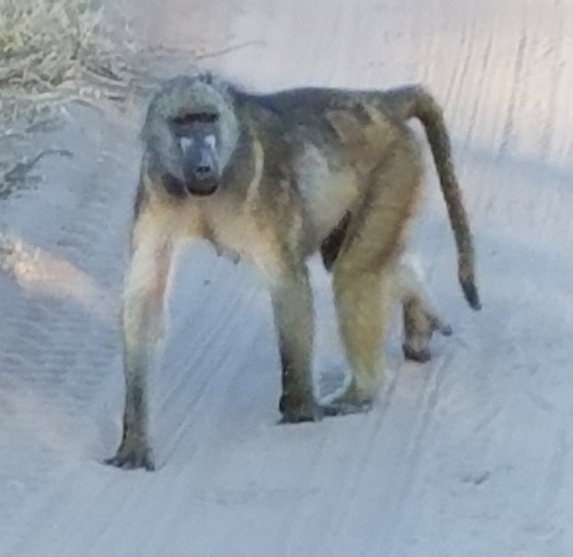 Baboon walking proudly. Photo by Daaim Shabazz.