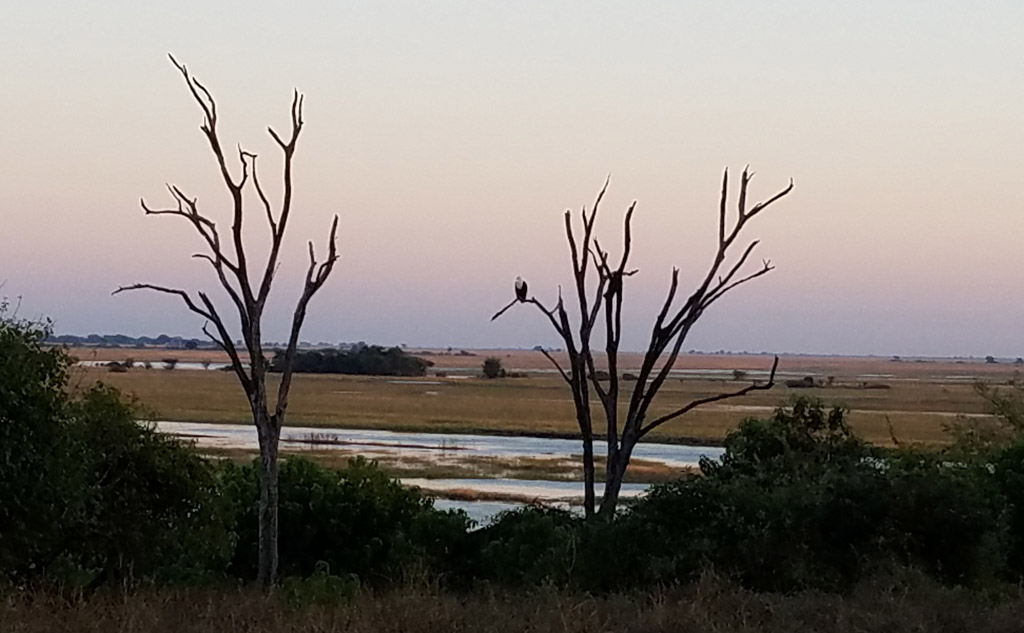 An eagle perched on the branch. Photo by Daaim Shabazz.