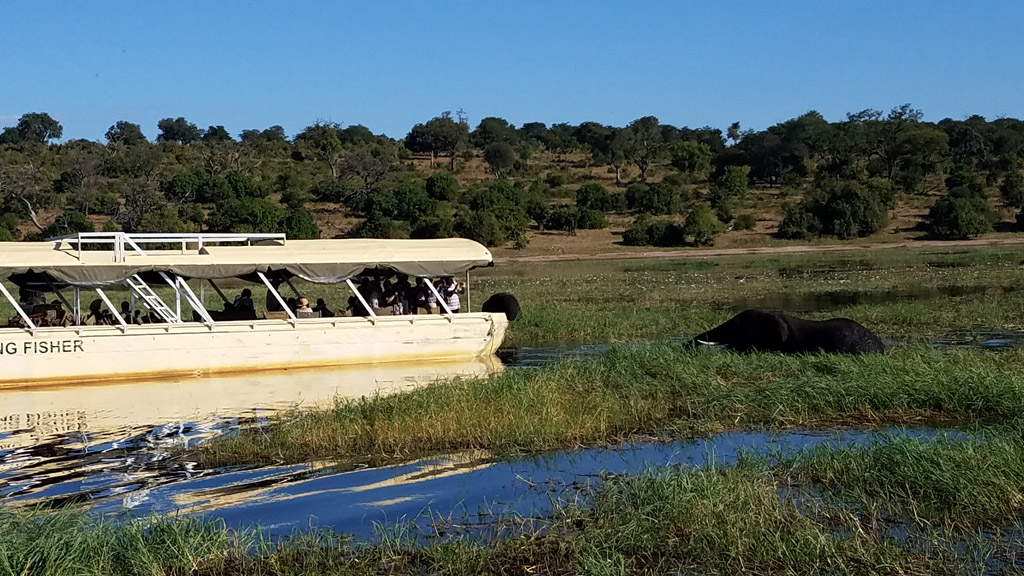Boat getting very close to elephants. This is why elephants are so popular. Photo by Daaim Shabazz.