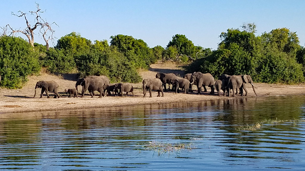 An elephant herd. Photo by Daaim Shabazz.