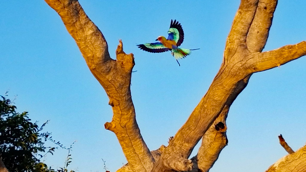 Caught a roller in mid flight. Photo by Daaim Shabazz.
