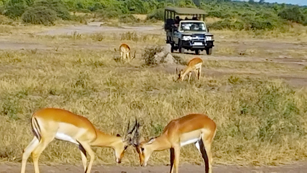 Two impalas sparring.