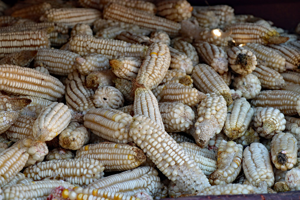 maize (corn)