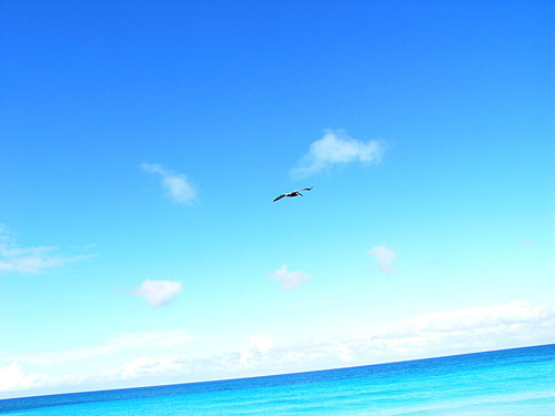 Bird flying at Varadero Beach, Cuba