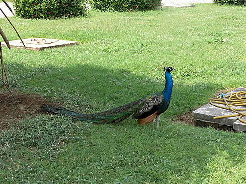 Peacock in its resplendent feathers!