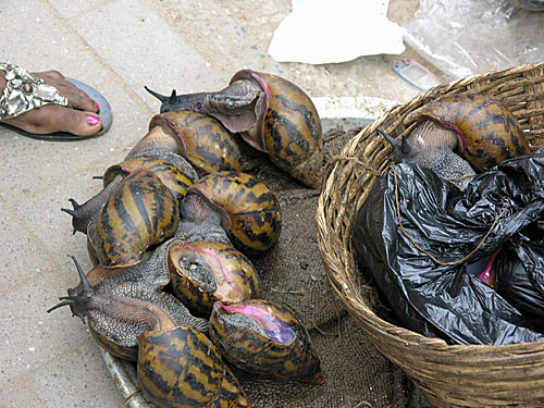 Snails being sold at the bazaar... illegally.