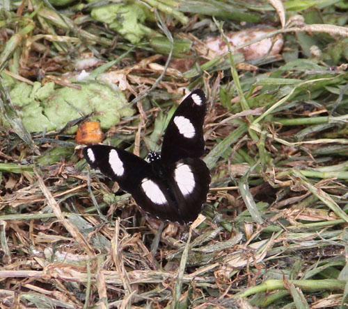 This is the back... stunning! Hard to believe this insects start out as ugly larvae.