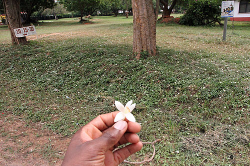 We have some of the same tree and plants in Florida, but not this one. Smells like jasmine.