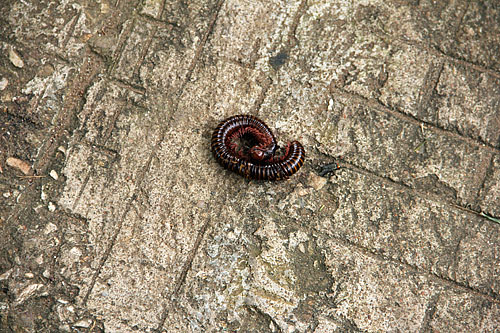 Not sure, but looks like a millipede. Bigger than any I've seen.