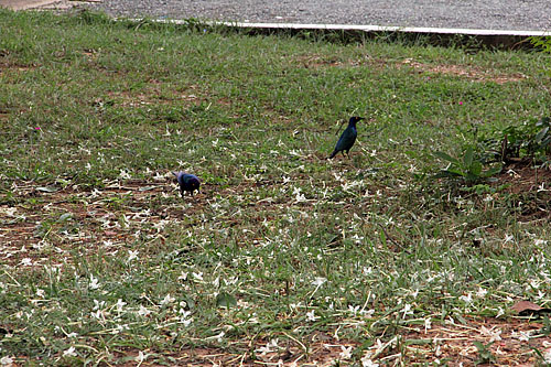 Pretty birds eating flowers.