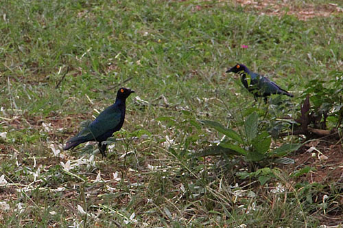 Pretty birds eating flowers.