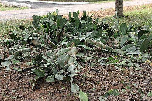 Prickly Pear cacti