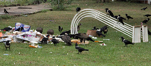 ...the scavengers got. These boxes were soon cleared away, but the birds remained trying to get morsels of food left in the soil.