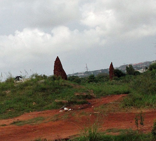 HUGE termite mounds