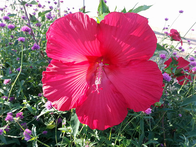 Hibiscus