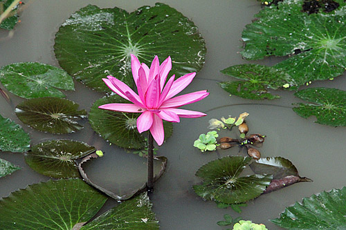 Pink Water Lily