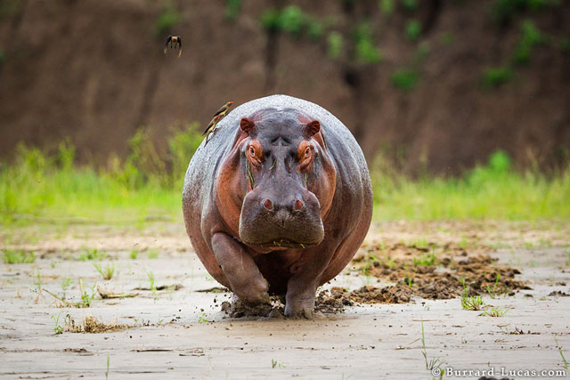 Tan Zhongyi played the hippopotamus in game ten.